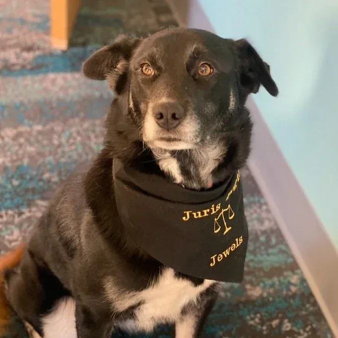 Jewels, a dark brown dog with a white chest, wearing a bandana embroidered “Juris Doctor of Justice”