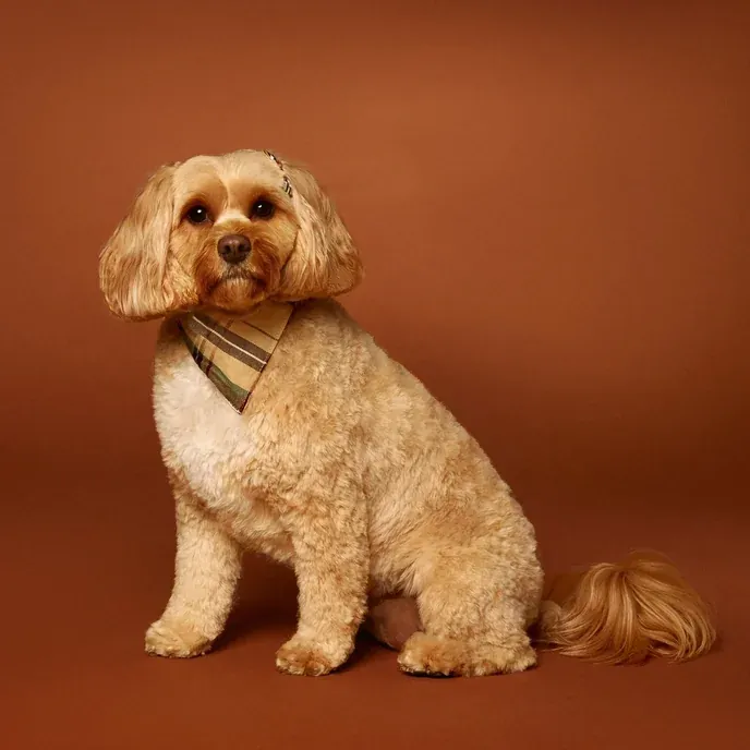 Opal, a small cream-coloured curly-coated dog sitting in a studio portrait